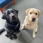 Baxter & Benson - @tails_of_baxter_and_benson - Instagram