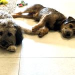 Baxter and Benson - @baxter_and_benson - Instagram
