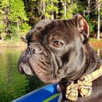 -Baxter Benson- - @baxterthebulldog12 - Instagram