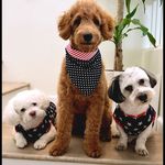 Baxter, Bleu and Benson - @baxter_bleu_benson - Instagram