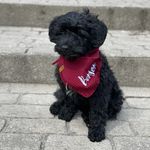 Benson & Baxter - @benson_and_baxter - Instagram