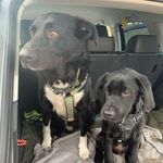 Benson 💙& Baxter 💙 - @benson_baxter_adventures_ - Instagram