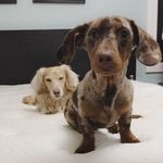 Benson and Baxter - @bensonandbaxterthedachshunds - Instagram