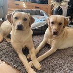 Benson and Baxter - @benson_baxter - Instagram