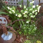 Di Coad - @bensonbaxter - Instagram