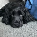 Baxter 🐶 - @baxter_theblackcocker - Instagram