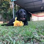 ~𝑏𝑎𝑥𝑡𝑒𝑟~ - @baxter_the_black_labradorr - Instagram