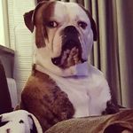 Baxter Black - @black.baxter - Instagram