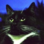 Baxter "Black & White" - @baxthecat - Instagram