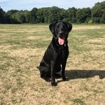 Baxter - @black_lab_baxter - Instagram