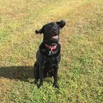 Baxter Black Valentino Lambert - @mainelybaxter - Instagram