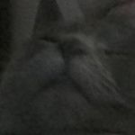 baxter black willams - @baxtercat04 - Instagram