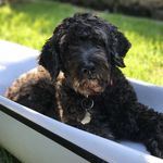 Baxter Chapman - @baxter_black_spoodle - Instagram