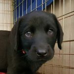 Baxter P 🐶 🇿🇦 - @baxter.the.black.lab - Instagram