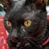 Baxter_The_Black_Cat - @baxter_the_black_cat - TikTok