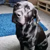 baxtertheblacklab - @baxtertheblacklabrador - TikTok