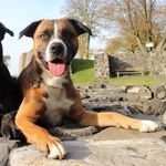 Baxter - @baxter_boxermix - Instagram