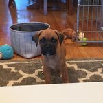 Baxter - @baxter_the_box - Instagram