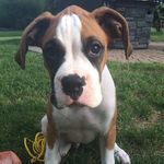 Baxter Boxer - @mr_baxter_boxer - Instagram