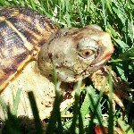 Baxter Flabbit Franklin - @baxter_the_box_turtle - Instagram