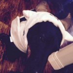 @baxter_from_bark_box - Instagram
