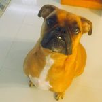 Baxter The Boxer - @boxer.baxter - Instagram