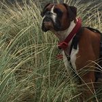 Baxter the Boxer - @boxer_baxter - Instagram