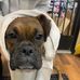 Baxter The Boxer  - Facebook