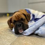 @baxterboxer2020 - Instagram