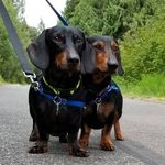 Barkley and Baxter - @barkleyandbaxterbutler - Instagram