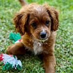 Baxter Butler - @bax_butler - Instagram