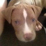 Baxter Clark - @baxter_thebluepit - Instagram