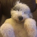 Baxter Clark - @baxter_loves_sheep - Instagram