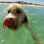 Baxter Cox - @baxterthespoodle - Instagram