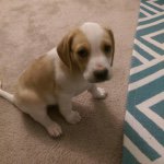 Baxter Bando Davis - @baxterbando - Instagram