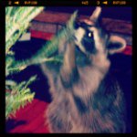Baxter Davis - @baxter_raccoon_davis - Instagram