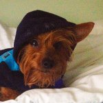 Baxter Davis - @baxter_the_yorkie_pup - Instagram