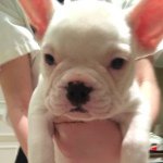 Baxter Davis 🐶 - @baxterdavisthefrenchie - Instagram