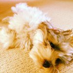 Baxter Davis Schummer - @_baxter1_ - Instagram