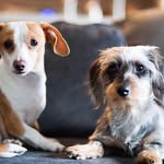 Beaker and Baxter Davis - @beakerandbaxter - Instagram