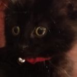 Baxter Dury Gladwell - @_baxtertheblackkitten - Instagram