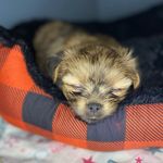Baxter Bear Evans III - @baxter_the_d.odoubleg - Instagram