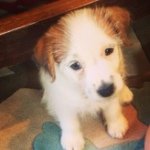 Baxter Evans - @baxterthejackrussell - Instagram