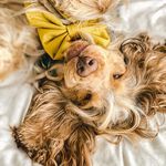 Baxter Evans - @cockerspanielbaxter - Instagram