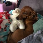 Baxter Evans-Duncan - @baxter.the.doxie - Instagram
