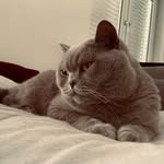Baxter🐱 - @baxter__gray - Instagram