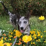 Baxter - @baxter_gray_ - Instagram
