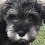 Baxter Gray Chumley - @baxtergraychumley - Instagram