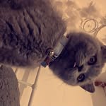 Baxter Gray Davíd 🧡✨ - @british.shorthair_baxter - Instagram