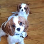 Baxter & Pippa Kavakin Green - @bax_and_pip - Instagram